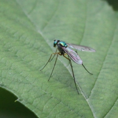 Austrosciapus sp. (genus) (Long-legged fly) at Point Hut to Tharwa - 19 Nov 2017 by HarveyPerkins