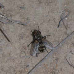 Tachinidae (family) (Unidentified Bristle fly) at Tuggeranong Hill - 19 Oct 2017 by JanetRussell