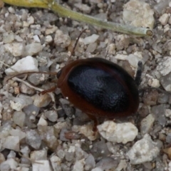 Dicranosterna immaculata (Acacia leaf beetle) at Paddys River, ACT - 19 Nov 2017 by HarveyPerkins