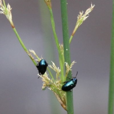 Arsipoda chrysis (Flea beetle) at Paddys River, ACT - 19 Nov 2017 by HarveyPerkins