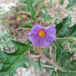 Solanum cinereum at Kambah, ACT - 17 Nov 2017 01:54 PM