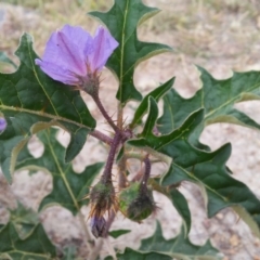 Solanum cinereum at Kambah, ACT - 17 Nov 2017