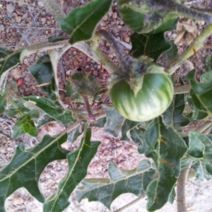 Solanum cinereum at Kambah, ACT - 17 Nov 2017 01:54 PM