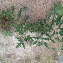 Solanum cinereum at Kambah, ACT - 17 Nov 2017 01:54 PM