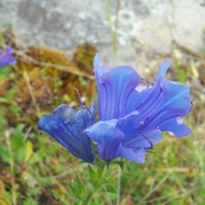 Echium plantagineum (Paterson's Curse) at Mount Taylor - 17 Nov 2017 by RosemaryRoth