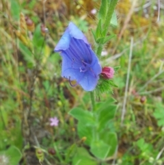 Echium plantagineum at Kambah, ACT - 17 Nov 2017