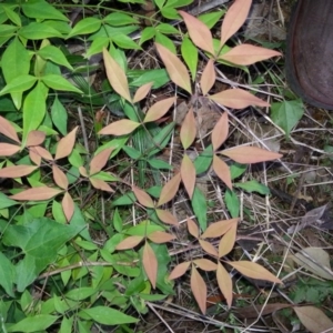 Nandina domestica at Hackett, ACT - 19 Nov 2017 07:00 PM