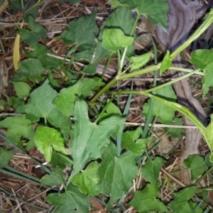 Rumex sagittatus at Hackett, ACT - 19 Nov 2017 07:01 PM