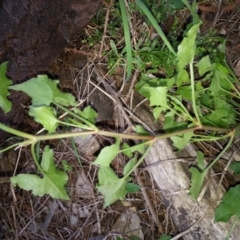Rumex sagittatus at Hackett, ACT - 19 Nov 2017 07:01 PM