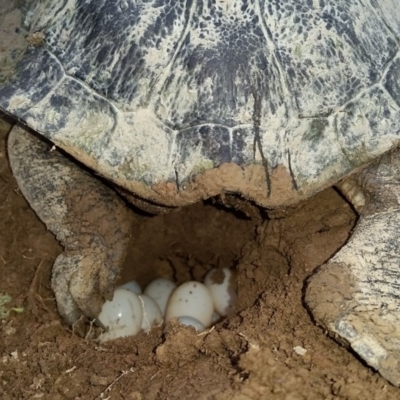 Chelodina longicollis (Eastern Long-necked Turtle) at Bywong, NSW - 17 Nov 2017 by Janelle