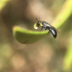 Hylaeus (Gnathoprosopis) amiculinus at Fyshwick, ACT - 19 Nov 2017