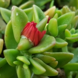 Aptenia cordifolia at Isaacs, ACT - 19 Nov 2017 06:10 PM