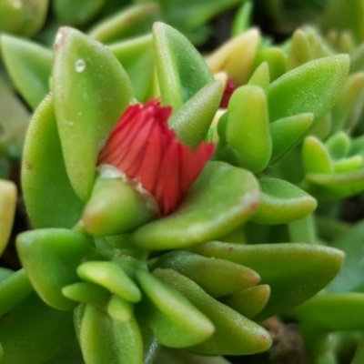 Aptenia cordifolia (Baby Sun Rose, Heartleaf Ice Plant) at Isaacs, ACT - 19 Nov 2017 by Mike