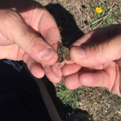 Synemon plana (Golden Sun Moth) at Gungahlin, ACT - 20 Nov 2017 by JasonC