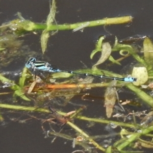 Austroagrion watsoni at Paddys River, ACT - 20 Nov 2017 01:20 PM