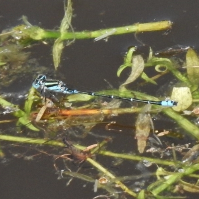 Austroagrion watsoni (Eastern Billabongfly) at Paddys River, ACT - 20 Nov 2017 by JohnBundock