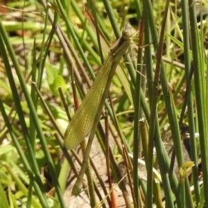 Austrolestes sp. (genus) at Paddys River, ACT - 20 Nov 2017