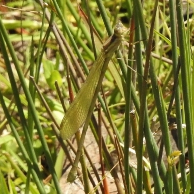 Austrolestes sp. (genus) (Ringtail damselfy) at Paddys River, ACT - 20 Nov 2017 by JohnBundock