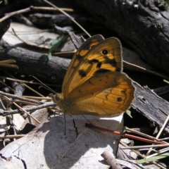 Heteronympha merope (Common Brown Butterfly) at Gungahlin, ACT - 18 Nov 2017 by MatthewFrawley