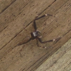 Helpis minitabunda (Threatening jumping spider) at Flynn, ACT - 13 Nov 2017 by Christine