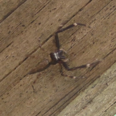 Helpis minitabunda (Threatening jumping spider) at Flynn, ACT - 14 Nov 2017 by Christine