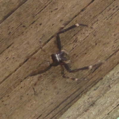 Helpis minitabunda (Threatening jumping spider) at Flynn, ACT - 14 Nov 2017 by Christine