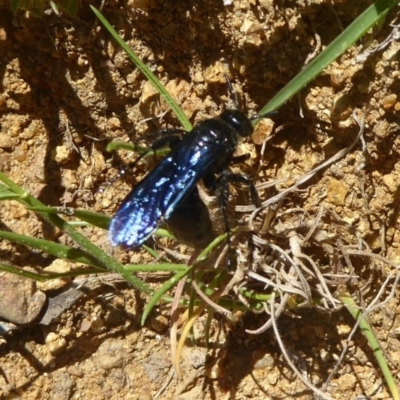 Austroscolia soror (Blue Flower Wasp) at Majura, ACT - 19 Nov 2017 by Christine