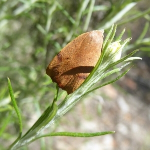 Tortricopsis uncinella at Majura, ACT - 20 Nov 2017