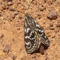 Synemon plana (Golden Sun Moth) at Mount Ainslie - 19 Nov 2017 by Christine