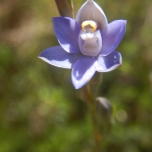 Thelymitra pauciflora at Tralee, ACT - suppressed