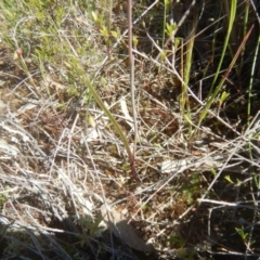 Thelymitra pauciflora at Tralee, ACT - suppressed