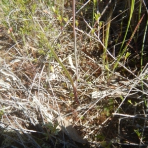 Thelymitra pauciflora at Tralee, ACT - suppressed