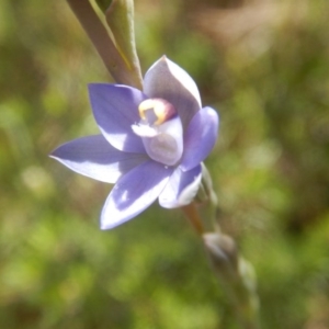 Thelymitra pauciflora at Tralee, ACT - suppressed