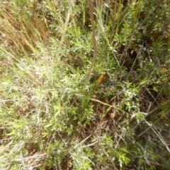 Thelymitra pauciflora at Tralee, ACT - suppressed