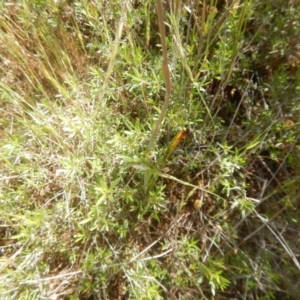 Thelymitra pauciflora at Tralee, ACT - suppressed