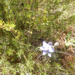 Thelymitra pauciflora at Tralee, ACT - suppressed