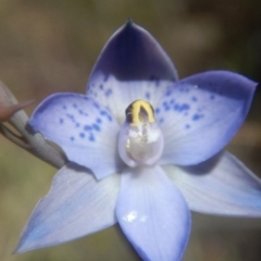 Thelymitra simulata (Graceful Sun-orchid) at Environa, NSW - 10 Nov 2017 by MichaelMulvaney