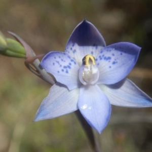 Thelymitra simulata at Environa, NSW - 10 Nov 2017