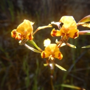 Diuris semilunulata at Environa, NSW - 10 Nov 2017