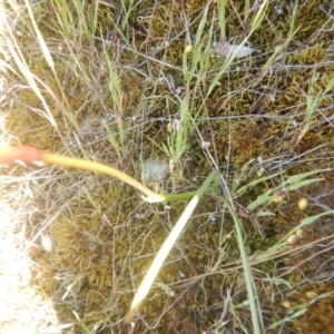 Diuris semilunulata at Environa, NSW - 10 Nov 2017