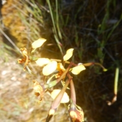 Diuris semilunulata at Environa, NSW - 10 Nov 2017