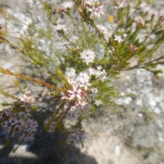 Calytrix tetragona (Common Fringe-myrtle) at Tralee, ACT - 10 Nov 2017 by MichaelMulvaney