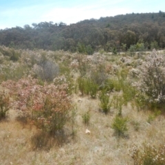 Calytrix tetragona at Tralee, ACT - 10 Nov 2017 12:37 PM