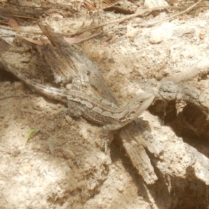 Amphibolurus muricatus at Chisholm, ACT - 10 Nov 2017