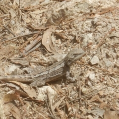 Amphibolurus muricatus at Chisholm, ACT - 10 Nov 2017