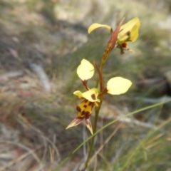 Diuris sulphurea (Tiger Orchid) at Tuggeranong DC, ACT - 10 Nov 2017 by MichaelMulvaney