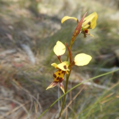 Diuris sulphurea (Tiger Orchid) at Rob Roy Range - 10 Nov 2017 by MichaelMulvaney