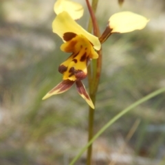 Diuris sulphurea at Tuggeranong DC, ACT - suppressed