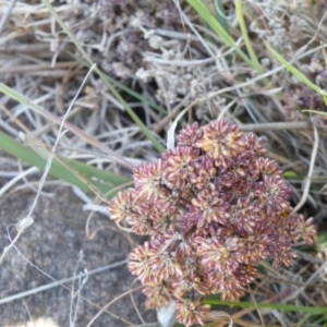 Lomandra multiflora at Yass, NSW - 5 Oct 2017