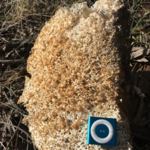 Laetiporus portentosus at Majura, ACT - 20 Nov 2017